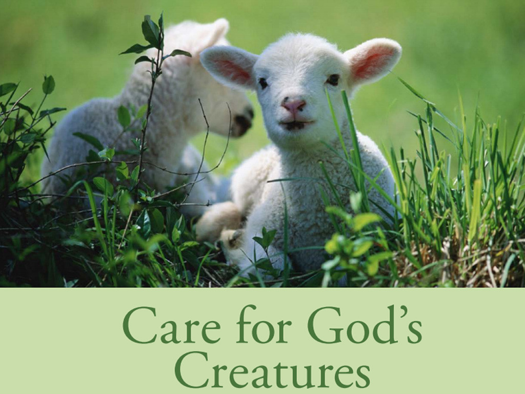 Care for God's Creatures